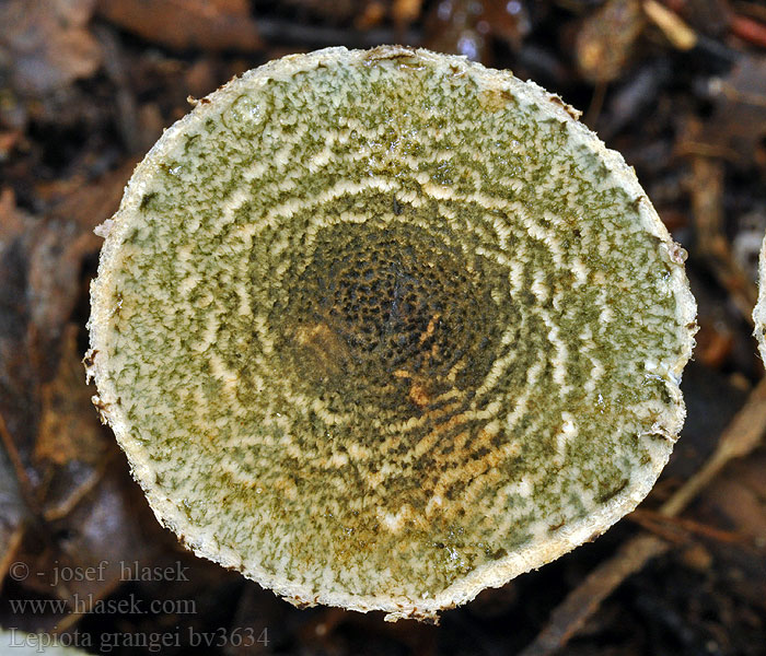 Lepiota grangei Lépiote Grange