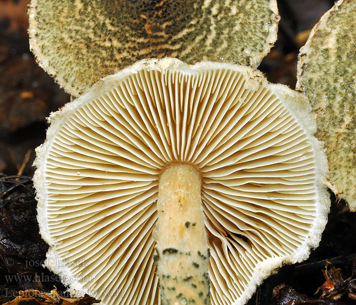 Lepiota grangei Grünspanschirmling