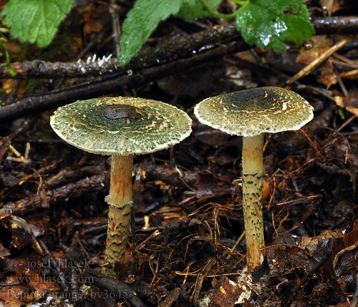 Lepiota grangei Czubajeczka niebieskozielonawa