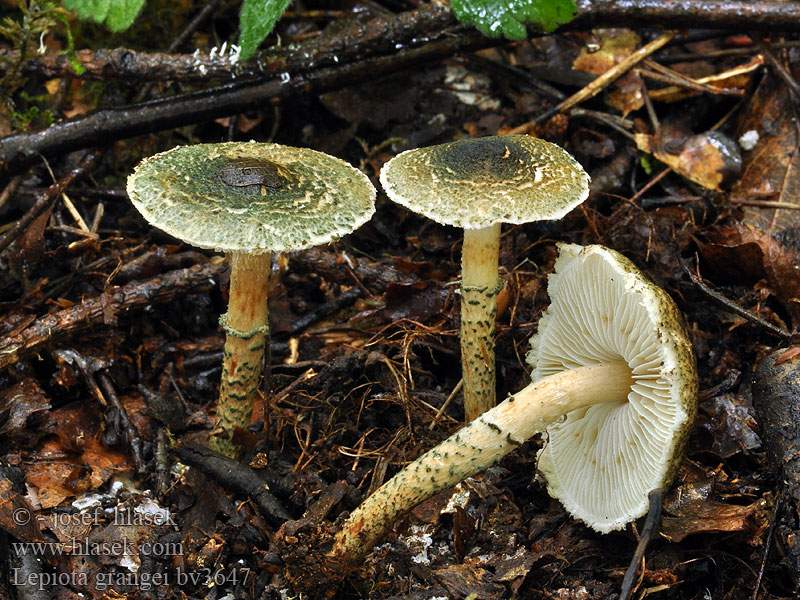 Lepiota grangei Grønskællet parasolhat