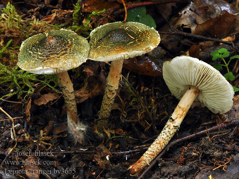 Lepiota grangei Grønskællet parasolhat