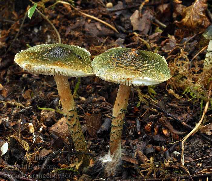 Lepiota grangei Grønn parasollsopp