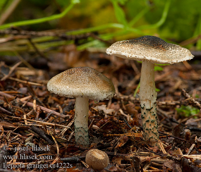 Lepiota grangei