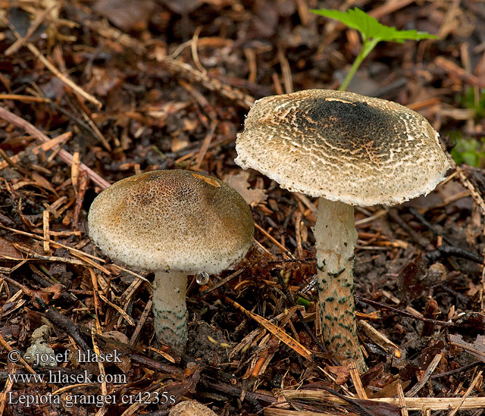 Lepiota grangei