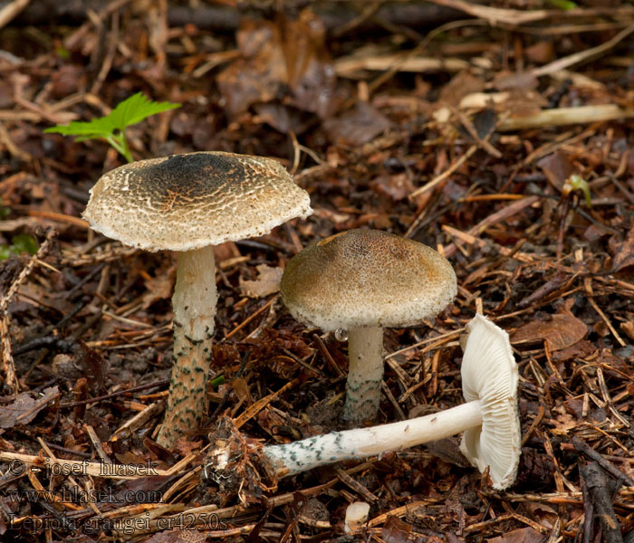 Lepiota grangei