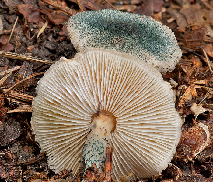 Lepiota grangei