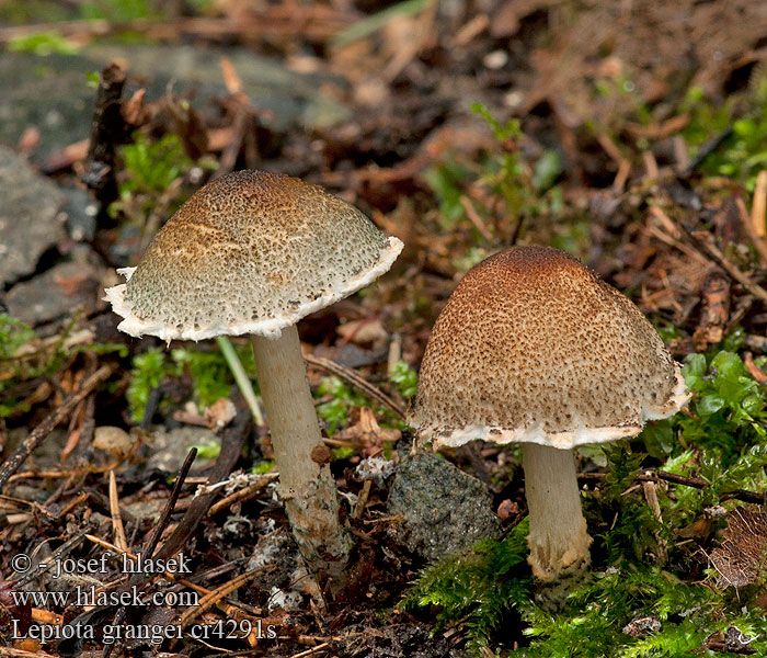 Lepiota grangei