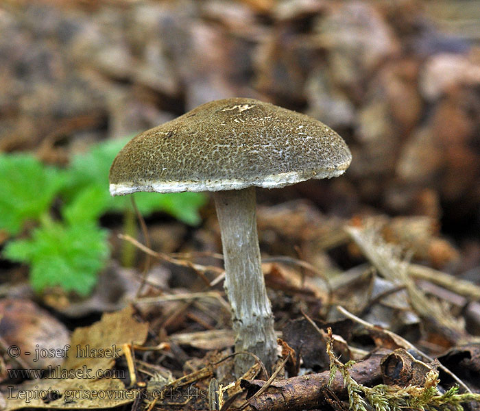 Bedla šedozelenající Graugrüner Schirmpilz Lepiota griseovirens