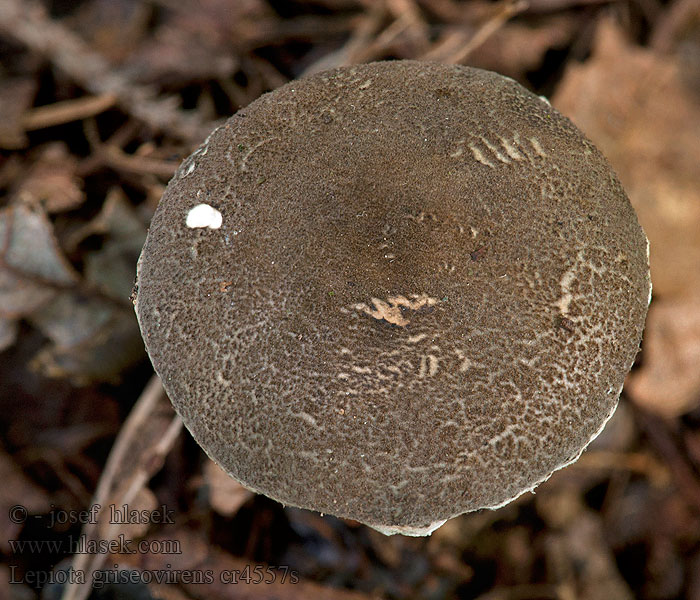 Grijsgroene parasolzwam Lepiota griseovirens