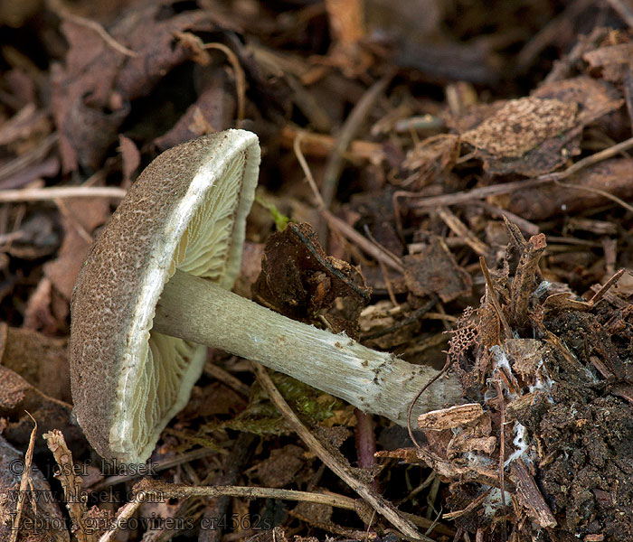 Czubajeczka szarozielonawa Lepiota griseovirens