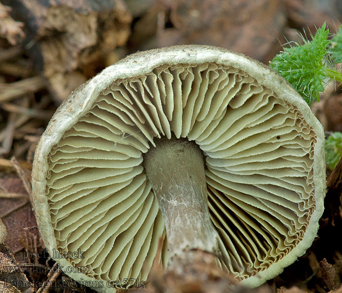 Bedlička sivozelenkastá Lepiota griseovirens