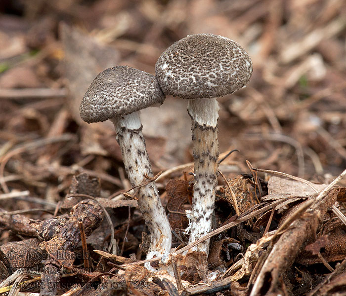 Lepiota griseovirens Bedla šedozelenající Graugrüner Schirmpilz