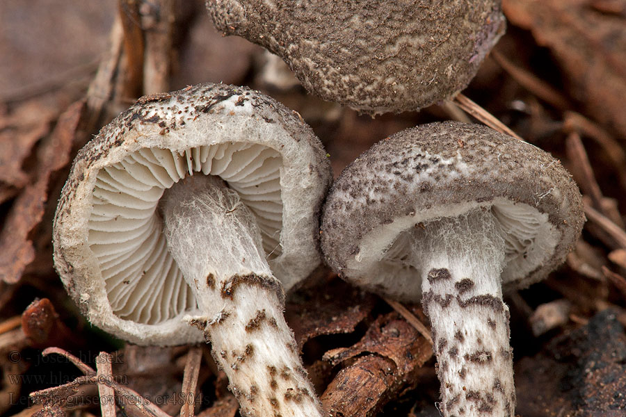 Bedla šedozelenající Lepiota griseovirens