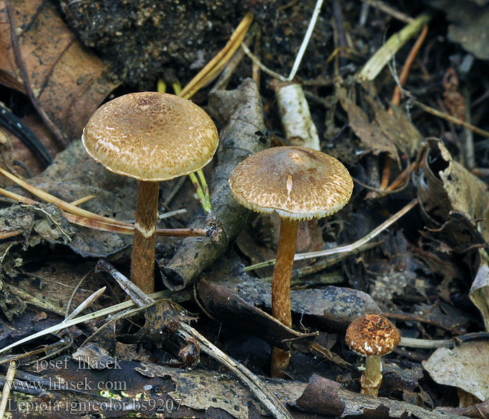 Lepiota ignicolor Bedla ohnivá Bedlička