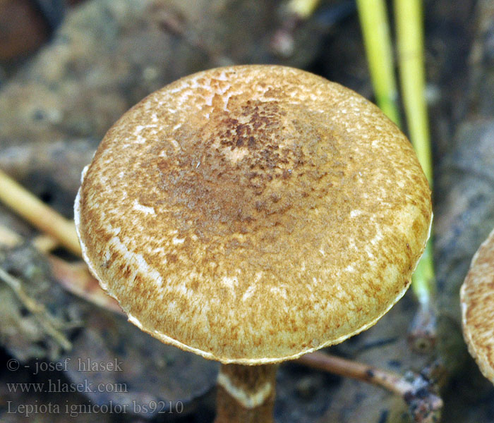 Lepiota ignicolor Feuerfuchsiger Schirmling