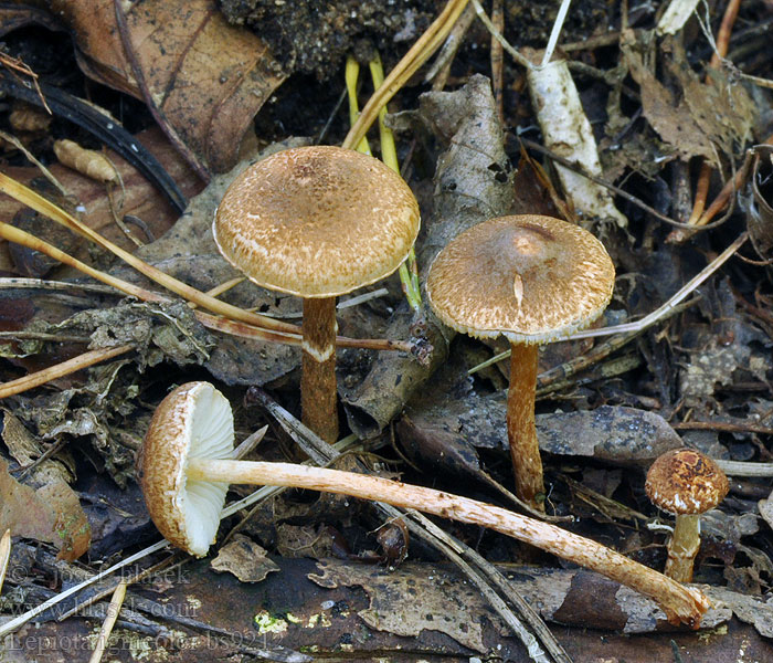 Lepiota ignicolor Czubajeczka ognista