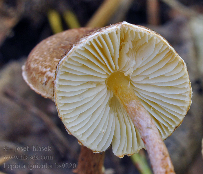 Lepiota ignicolor Vuurparasolzwam