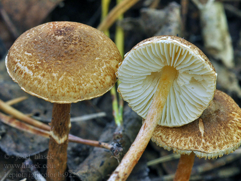 Lepiota ignicolor Ræverød parasolhat