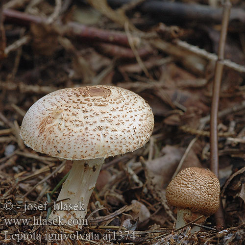 Lepiota ignivolvata Bedla ohňopochvá Bedlička pošvatá