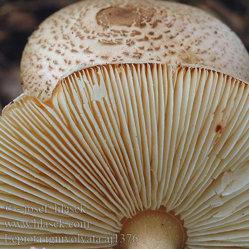 Lepiota ignivolvata Orangefodet parasolhat Orange-girdled Parasol