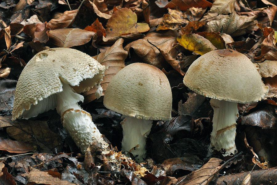 Orange-girdled Parasol Pantaukonsieni