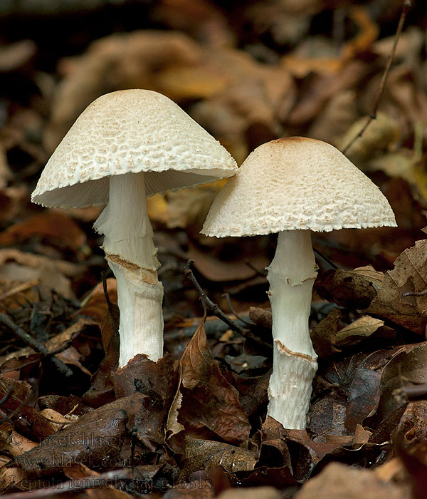 Bedla ohňopochvá Lepiota ignivolvata