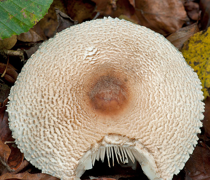 Feuerfüssiger Schirmling Rotknolliger Braunberingter Lepiota ignivolvata