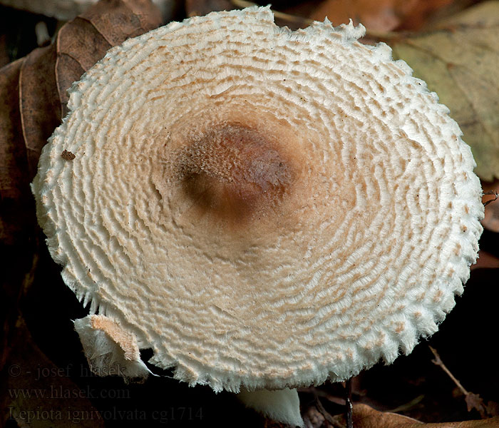 Brunringad fjällskivling Orange-girdled Parasol Lepiota ignivolvata