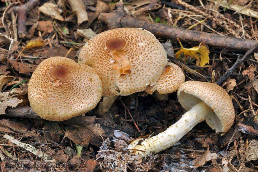 Bedla aromatická Lepiota ochraceofulva