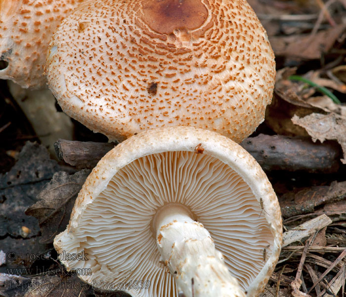 Ockerbrauner Schirmpilz Lepiota ochraceofulva