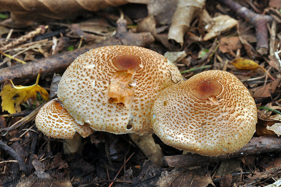 Bedla aromatická Czubajeczka rdzawobrązowa Lepiota ochraceofulva