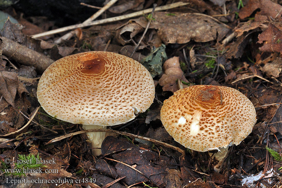 Bedla aromatická Doftfjällskivling Lepiota ochraceofulva