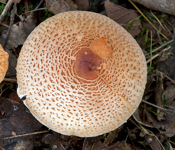 Lepiota ochraceofulva