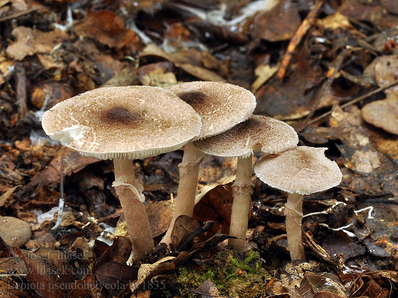 Lepiota pseudohelveola pseudolilacea Bedla klamavá