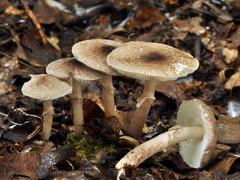 Lepiota pseudohelveola Bräunlicher Schirmling Braunen