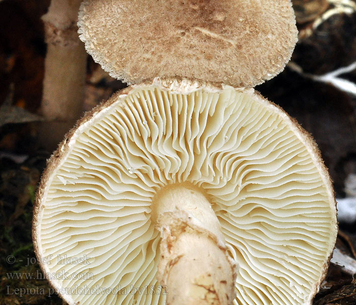 Lepiota pseudohelveola Manchetparasolzwam Bedlička hnedastošupinkatá