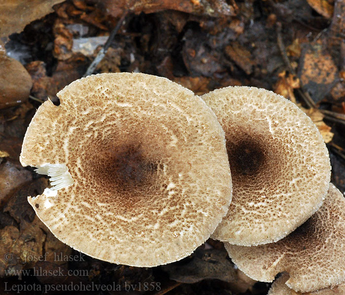 Lepiota pseudohelveola Rosenfotad fjällskivling Hentoukonsieni