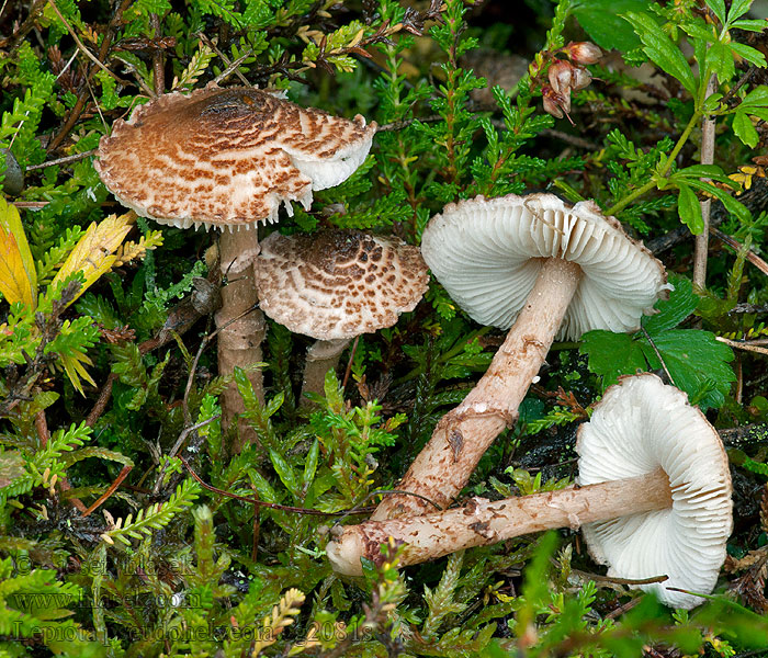 Bedla klamavá Lepiota pseudohelveola