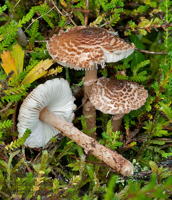 Bräunlicher Schirmling Braunen Lepiota pseudohelveola