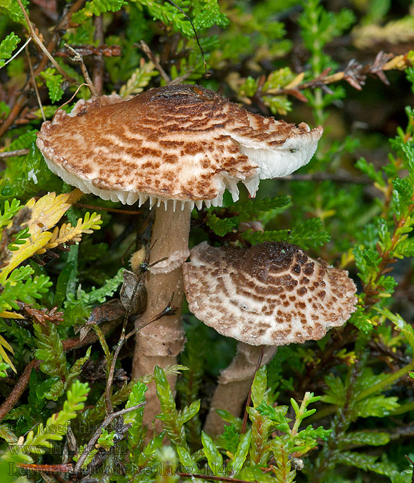 Manchetparasolzwam Lepiota pseudohelveola