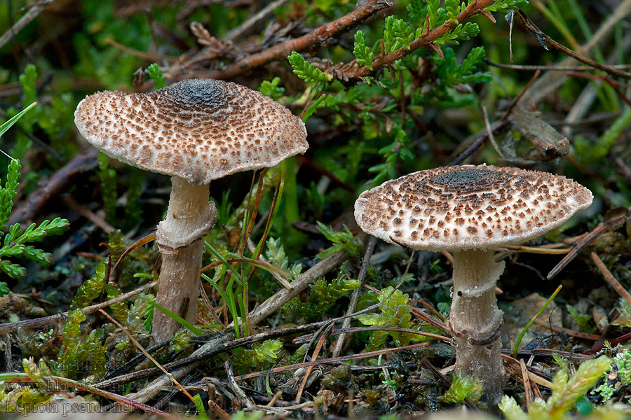 Bedlička hnedastošupinkatá Lepiota pseudohelveola