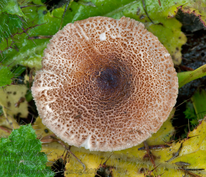 Rosenfotad fjällskivling Lepiota pseudohelveola