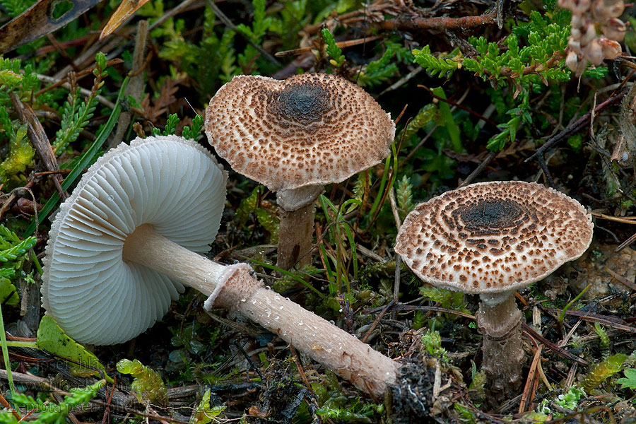 Hentoukonsieni Lepiota pseudohelveola