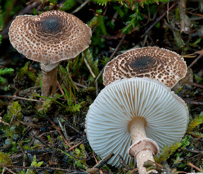 Rózsástönkű őzlábgomba Lepiota pseudohelveola