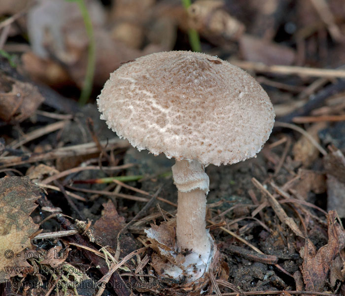 Lepiota pseudohelveola