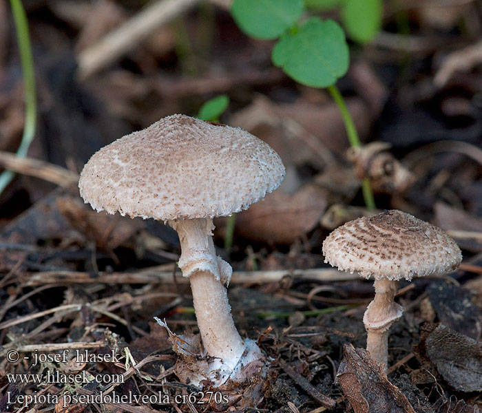 Lepiota pseudohelveola