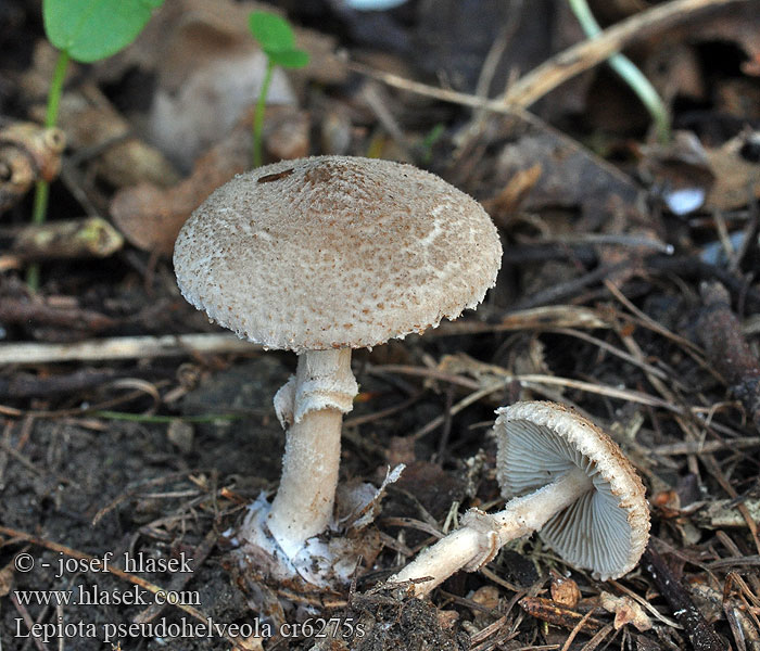 Lepiota pseudohelveola