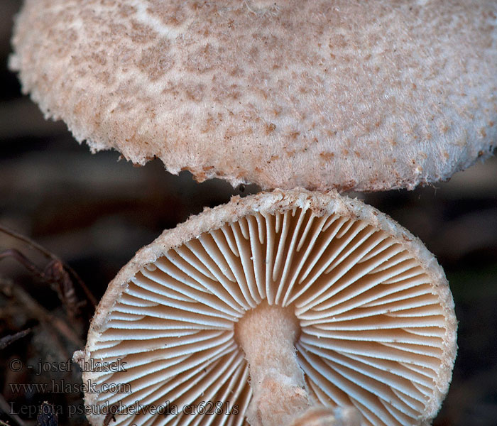 Lepiota pseudohelveola