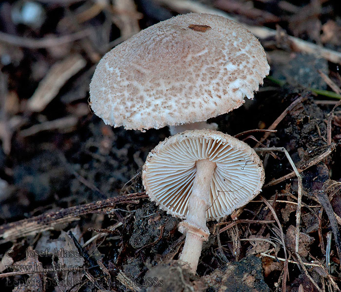 Lepiota pseudohelveola