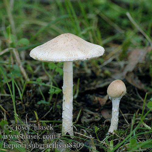 Lepiota subgracilis Bedla Kühnerova Körnigschuppiger Schirmling Slanke wolsteelparasolzwam Czubajeczka ziarnistołuskowata Elegant Kliddet parasolhat